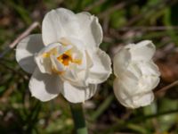 Narcissus x medioluteus Ulricedal, Malmö, Skåne, Sweden 20210501_0072