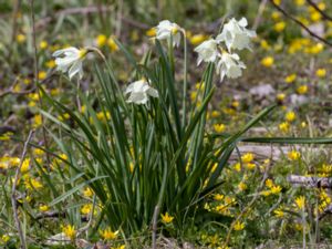 Narcissus moschatus - Swan's neck Daffodil - Myskpåsklilja