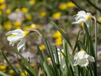 Narcissus moschatus Järavallen, Kävlinge, Skåne, Sweden 20220420_0007