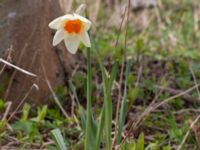 Narcissus poeticus Sege by, Burlöv, Skåne, Sweden 20170414_0022