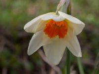 Narcissus poeticus Sege by, Burlöv, Skåne, Sweden 20170414_0023