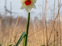 Narcissus poeticus Sege by, Burlöv, Skåne, Sweden 20190407_0058