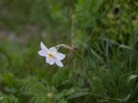 Narcissus poeticus Strandhem, Bunkeflo strandängar, Malmö, Skåne, Sweden 20150516_0034