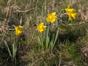 Narcissus pseudonarcissus - Wild Daffodil - Påsklilja