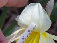 Narcissus pseudonarcissus Toarp, Malmö, Skåne, Sweden 20200405_0070