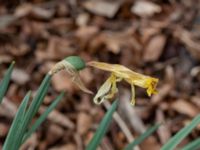 Narcissus pseudonarcissus var. pseudonarcissus Trafikplats Valdemarsro, Malmö, Skåne, Sweden 20230505_0002