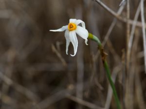 Narcissus serotinus - Late Narcissus