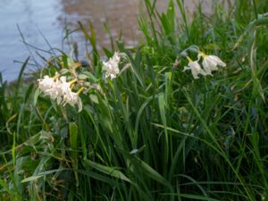 Narcissus tazetta - Bunch-flowered Daffodil - Tazett