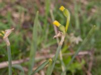 Narcissus triandrus S koloniområde, Lindängelunds rekreationsområde, Malmö, Skåne, Sweden 20230505_0008