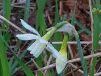 Narcissus triandrus Sege by, Burlöv, Skåne, Sweden 20170415B_0006