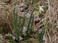 Narcissus triandrus Sege by, Burlöv, Skåne, Sweden 20190414_0068