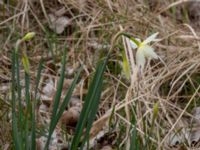 Narcissus triandrus Sege by, Burlöv, Skåne, Sweden 20190414_0069