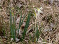 Narcissus triandrus Sege by, Burlöv, Skåne, Sweden 20190414_0070