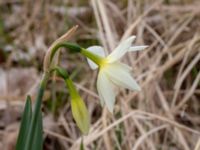 Narcissus triandrus Sege by, Burlöv, Skåne, Sweden 20190414_0071