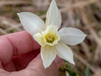 Narcissus triandrus Sege by, Burlöv, Skåne, Sweden 20190414_0072