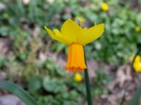 Narcissus × cyclazetta Toarp, Malmö, Skåne, Sweden 20200404_0071