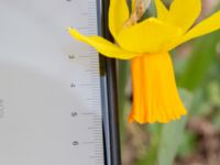 Narcissus × cyclazetta Toarp, Malmö, Skåne, Sweden 20200404_0073