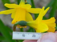 Narcissus × cyclazetta Toarp, Malmö, Skåne, Sweden 20200405_0060