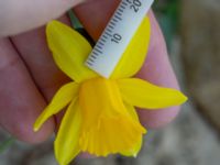 Narcissus × cyclazetta Toarp, Malmö, Skåne, Sweden 20200405_0061