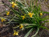 Narcissus x cyclazetta Hammars backar, Ystad, Skåne, Sweden 20190417_0023
