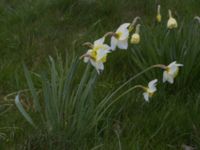 Narcissus x incomparabilis Fårhagen, Bunkeflo strandängar, Malmö, Skåne, Sweden 20170413_0066