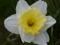 Narcissus x incomparabilis Fårhagen, Bunkeflo strandängar, Malmö, Skåne, Sweden 20170413_0068
