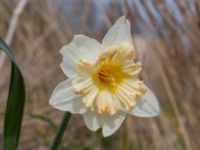 Narcissus x incomparabilis Lindängelunds rekreationsområde, Malmö, Skåne, Sweden 20230505_0025