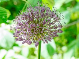 Allium hirtifolium