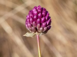 Allium rotundum - Broadleaf Wild Leek - Rundlök