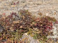 Cotinus coggygria Karadag, Koktebel, Crimea, Russia 20150920_0260