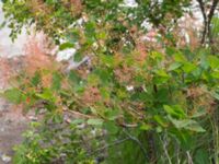 Cotinus coggygria Lokstallarna, Malmö, Skåne, Sweden 20170705_0052