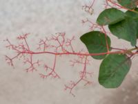 Cotinus coggygria Lokstallarna, Malmö, Skåne, Sweden 20170705_0053