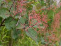 Cotinus coggygria Lokstallarna, Malmö, Skåne, Sweden 20170705_0054