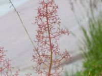 Cotinus coggygria Lokstallarna, Malmö, Skåne, Sweden 20170705_0055