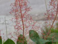 Cotinus coggygria Lokstallarna, Malmö, Skåne, Sweden 20170705_0056