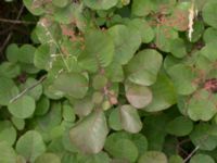 Cotinus coggygria Lokstallarna, Malmö, Skåne, Sweden 20170705_0058