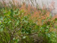 Cotinus coggygria Lokstallarna, Malmö, Skåne, Sweden 20170705_0059