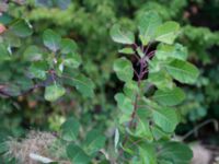 Cotinus coggygria Sevastopol-Yalta, Crimea, Russia 20150915_0315