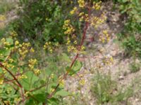 Cotinus coggygria Valley 4.4 km NW Dalis Reservoir Tower, Chachuna, Kakheti, Georgia 20180427_3216