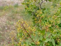 Cotinus coggygria Valley 4.4 km NW Dalis Reservoir Tower, Chachuna, Kakheti, Georgia 20180427_3217