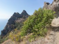 Pistacia atlantica Karadag, Koktebel, Crimea, Russia 20150920_0255