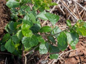 Rhus aromatica - Fragrant Sumac - Doftsumak