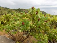 Rhus coriaria Sevastopol-Yalta, Crimea, Russia 20150915_0378