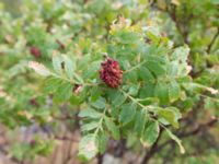 Rhus coriaria Sevastopol-Yalta, Crimea, Russia 20150915_0379