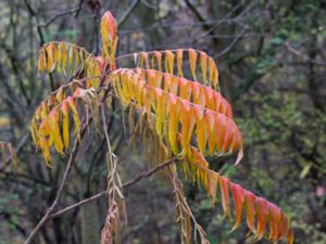 Rhus typhina - Staghorn Sumac - Rönnsumak