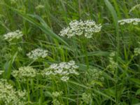 Aegopodium podagraria Scoutstugan, Bunkeflo strandängar, Malmö, Skåne, Sweden 20170611_0004