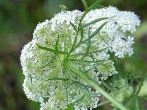 Ammi majus - Large Bullwort - Slöjsilja