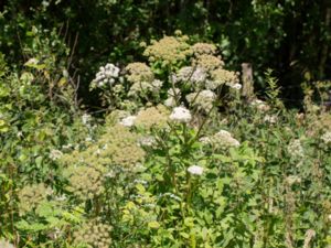 Angelica sylvestris - Wild Angelica - Strätta