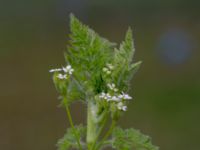 Anthriscus caucalis Östervärn, Malmö, Skåne, Sweden 20170513_0037