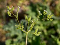 Anthriscus caucalis Lokstallarna, Malmö, Skåne, Sweden 20160601_0071